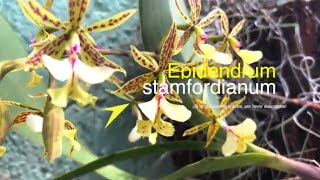 Epidendrum stamfordianum [upl. by Nivat]