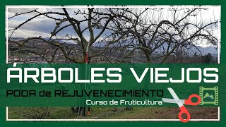 Cómo PODAR árboles GRANDES ✂🌳 VIEJOS y ALTOS Capítulo 39 Curso básico de Jardinería 2020  LdN [upl. by Eppilihp426]