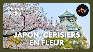 Le Japon des cerisiers en fleurs  Échappées belles [upl. by Suivatnod993]