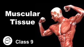 Muscular Tissue  Animal Tissues Part 4  in Hindi for Class 9 [upl. by Galatia705]