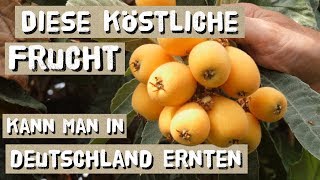 Japanische Wollmispeln  Anbau in Deutschland und Geschmack [upl. by Notsej]