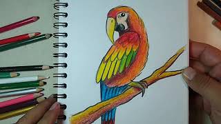 Cómo dibujar un GUACAMAYO ROJO fácil [upl. by Ydospahr]