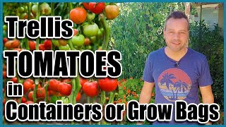 How to Grow Tomatoes in Containers or Grow Bags  Trellis Ideas for Indeterminates [upl. by Meras]