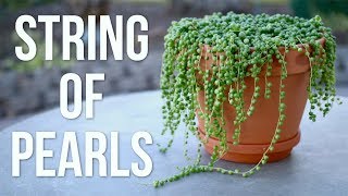 String of Pearls Care Guide  Garden Answer [upl. by Idnal]