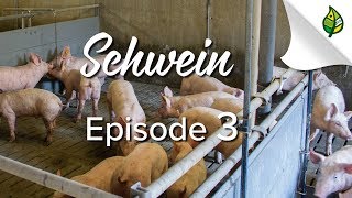 SCHWEIN 38  Die Mast vom Ferkel zum Mastschwein [upl. by Rutledge]