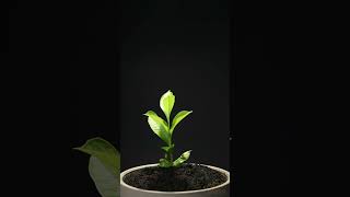 Growing Baobab TreeAdansonia digitata From Seed  76 days Time Lapse [upl. by Eyram886]