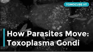 How Parasites Move Toxoplasma gondii [upl. by Vod]