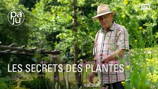 Le savoir d’un droguiste passionné de plantes médicinales [upl. by Kip832]