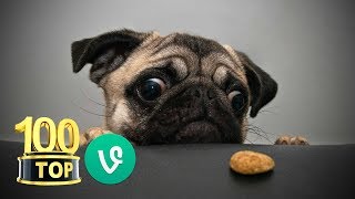 😂 Top 100 Grappige Honden Filmpjes en Videos honden grappig hondenfilmpjes [upl. by Annoek918]