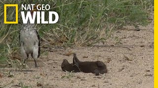 Is this Mongoose Playing Dead or Just Playing  Nat Geo Wild [upl. by Nuzzi]