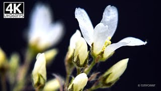 Serviceberry 4K Ultra HD Timelapse Video [upl. by Amin928]