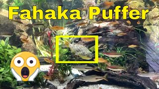 Fahaka Puffer Community Tank [upl. by Akym]