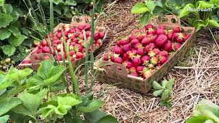 Picking My Own Strawberries in Larriland Farm [upl. by Racso923]