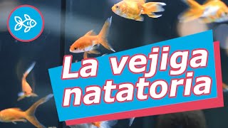 VEJIGA natatoria · Causas y tratamiento en el ACUARIO [upl. by Antonino]