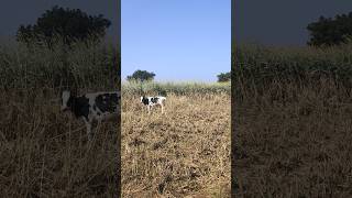 TSR agriculture cow farming trending villagelife [upl. by Mobley]