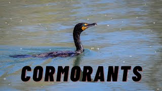 Cormorants Guide  Everything You Need to Know [upl. by Ostraw515]