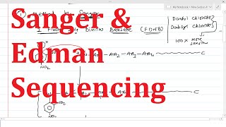 13 Protein Sequencing Step 3  Sanger amp Edman Sequencing  Determination of N terminal Amino acid [upl. by Youngman189]