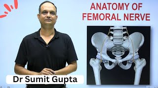 Femoral nerve anatomy 3d  branches  course  Clinical anatomy [upl. by Kcid]