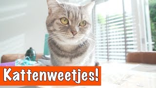 10 Katten weetjes  DierenpraatTV [upl. by Aynotal]