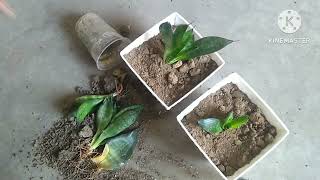 A StepbyStep Guide to Transplanting Your Sansevieria Plant with Care snakeplant sansevieria [upl. by Heffron]