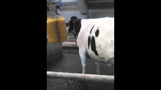 Happy holstein cow playing with Delaval brush [upl. by Wiltshire]