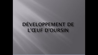 le développement de l’œuf doursin sv6 BCM [upl. by Dario]