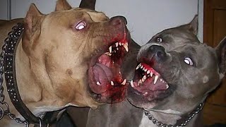 TOP 5 VIDEOS DE PELEAS DE PERROS CAPTADO EN CAMARA [upl. by Nitsirk709]