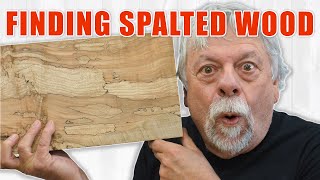 Finding Spalted Wood for Woodworking  Free Lumber [upl. by Saied]