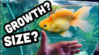 Fantail Goldfish Growth amp Full Size [upl. by Airamak]