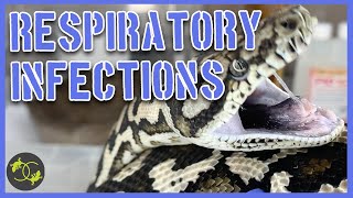 Respiratory Infections in Snakes  Signs symptoms and treatment [upl. by Ramon]