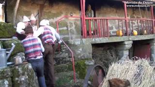 Lamego Tradicional matança do Porco [upl. by Siraved]