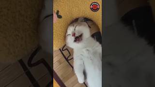 Exciting Cats shorts ExcitingCats cat funnycats cats funny [upl. by Lasky658]