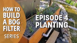 Planting Your Pond or Bog Filter  Episode 4 How To Build A Bog Filter [upl. by Nerta]