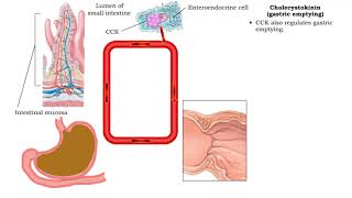 Secretin inhibiting gastric acid secretion Cholecystokinin fat digestion amp Cholecystokinin [upl. by Dympha979]