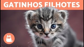 Top VÍDEOS DE GATINHOS ENGRAÇADOS  Alerta fofura extrema [upl. by Farwell]