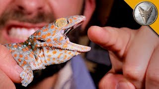 CHOMPED by a GECKO [upl. by Ambie]