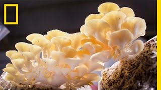 You Didn’t Know Mushrooms Could Do All This  National Geographic [upl. by Brabazon684]