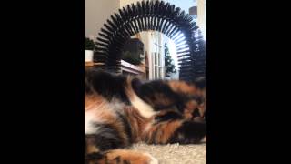 Cat with attitude Tortie by name tortitude by nature [upl. by Namas]