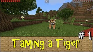 TAMING A TIGER  Episode 1  Minecraft PE Addon Survival [upl. by Elocan]