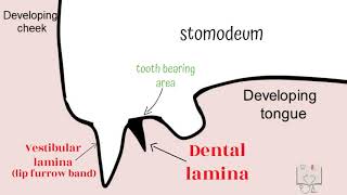 Development of Tooth  Part 1 Morphological stages dental lamina [upl. by Hahn4]