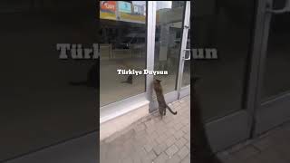 Anne Kedi Postanede Kilitli Kalan Yavrusunu Kurtarmaya Çalışıyor kedi [upl. by Sage]