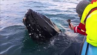 Whale Watching in Skjálfandi Bay Húsavík Iceland 2017 [upl. by Eintirb653]