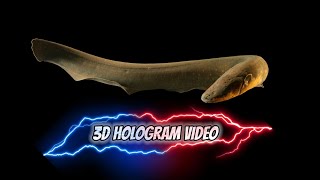 3d Hologram 180° video electrical fish in hologram slides [upl. by Ynotna]