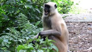 Angry Langur Monkey SOUNDS [upl. by Clarkson429]