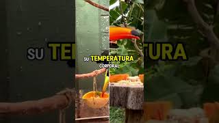 ¿Cómo come el tucán con su gran pico 🍇🦜  Curiosidades salvajes  tucan curiosidades [upl. by Rycca]