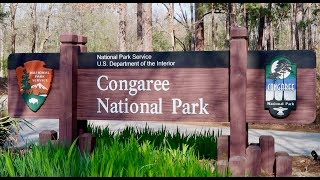 Congaree National Park  Overview of the Park [upl. by Atram381]