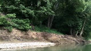 Fishing the Whitewater River in Brookville Indiana [upl. by Ardnajela]