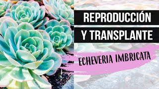 ECHEVERIA IMBRICATAREPRODUCCIÓNDECAPITACION Y TRANSPLANTE  MILICIENTA [upl. by Genevieve]