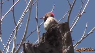 Northern Flicker Calling and Drumming  in HD [upl. by Tioneb]