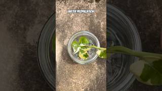 pothos waterpropagation [upl. by Atiana85]